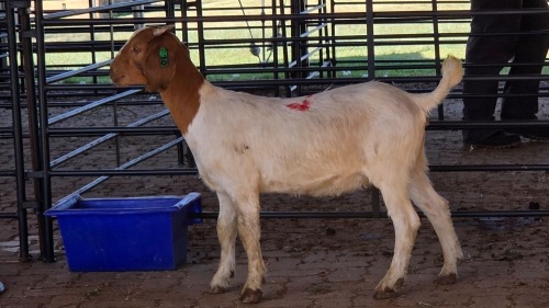 1 X BOERBOK DOE ROZMAR BOERDERY