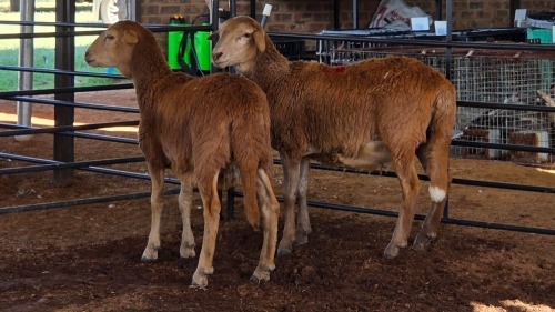 2 X MEATMASTER EWE CH BOERDERY (Pay per animal to take the lot)
