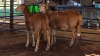 2 X MEATMASTER EWE CH BOERDERY (Pay per animal to take the lot)