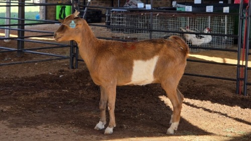 1 X MBUZI DOE CH BOERDERY