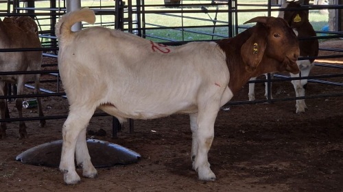 1 X BOERBOK BUCK MABRA AGRI