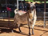 1 X CAPE SKILDER GOAT BUCK SINE METU FARMING