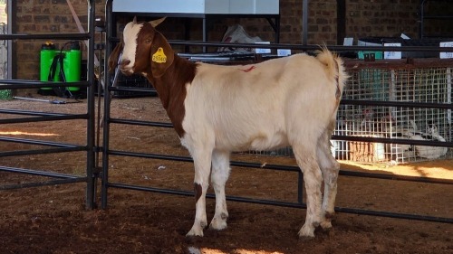 1 X BOERBOK DOE SINE METU FARMING