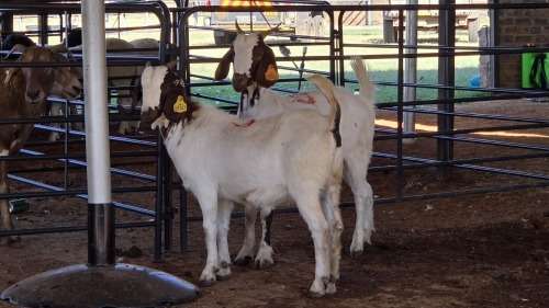 2 X IVG CROSS DOE SINE METU FARMING (Pay per animal to take the lot)
