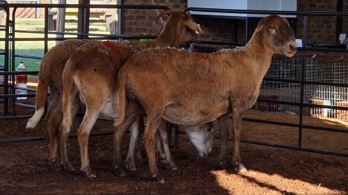 3 X MEATMASTER EWE SINE METU FARMING (Pay per animal to take the lot)