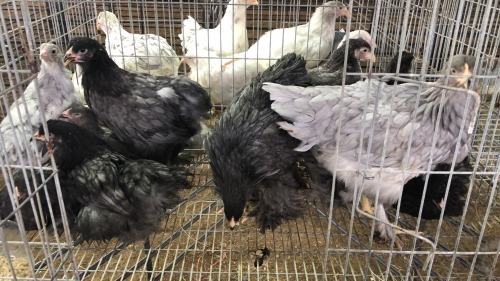 11 X Blue Brahma ROOSTER & HEN Adeo Cloete (Pay per animal to take the lot)
