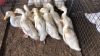 10 X Pelican Duck MALE & FEMALE Adeo Cloete (Pay per animal to take the lot)