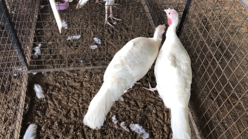 2 X TURKEY HEN Adeo Cloete (Pay per animal to take the lot)