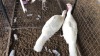 2 X TURKEY HEN Adeo Cloete (Pay per animal to take the lot)