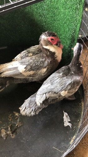 2 X Muscovy Duck MALE & FEMALE Adeo Cloete (Pay per animal to take the lot)