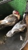 2 X Muscovy Duck MALE & FEMALE Adeo Cloete (Pay per animal to take the lot)