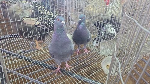 3 X King Pigeons ROOSTER & HEN MLK LIVESTOCK SA (Pay per animal to take the lot)