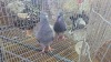 3 X King Pigeons ROOSTER & HEN MLK LIVESTOCK SA (Pay per animal to take the lot)
