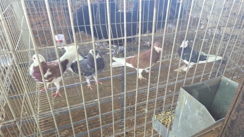 4 X Tumbler Pigeon ROOSTER & HEN MLK LIVESTOCK SA (Pay per animal to take the lot)