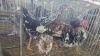 5 X Bosvelder ROOSTER & HEN MLK LIVESTOCK SA (Pay per animal to take the lot)