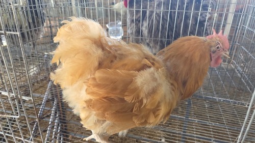 1 X Buff Orpington ROOSTER Marius Botha