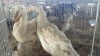 2 X Pelican Duck MALE & FEMALE MLK LIVESTOCK SA (Pay per animal to take the lot)