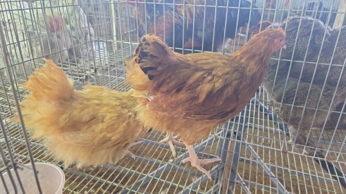 2 X Buff Orpington ROOSTER & HEN MLK LIVESTOCK SA (Pay per animal to take the lot)