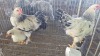3 X Light Columbian ROOSTER & HEN MLK LIVESTOCK SA (Pay per animal to take the lot)
