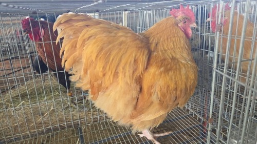 1 X Buff Orpington ROOSTER Marius Botha