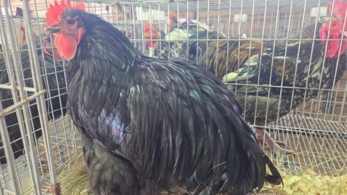 1 X Black Orpington ROOSTER Marius Botha