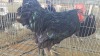 1 X Black Orpington ROOSTER Marius Botha