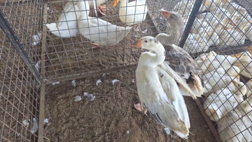 2 X Geese Mix CH BOERDERY (Pay per animal to take the lot)