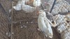 2 X Geese Mix CH BOERDERY (Pay per animal to take the lot)