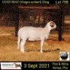 2 X OOI/EWE MEATMASTER COLLEN BOERDERY (PER PIECE TO TAKE THE LOT)
