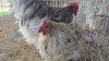 2 X Splash Orpington ROOSTER & HEN ST. DE LIZE FEATHERS (Pay per animal to take the lot)