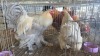 3 X Lavender Brahma ROOSTER & HEN ST. DE LIZE FEATHERS (Pay per animal to take the lot)