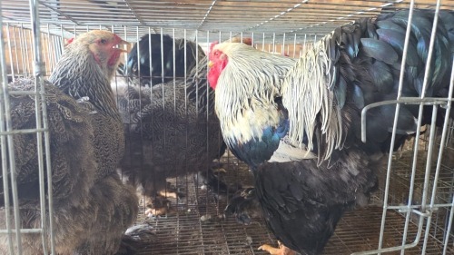 3 X Silver Laced Brahma ROOSTER & HEN C van Rensburg (Pay per animal to take the lot)