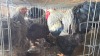 3 X Silver Laced Brahma ROOSTER & HEN C van Rensburg (Pay per animal to take the lot)