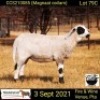 2 X OOI/EWE MEATMASTER COLLEN BOERDERY (PER PIECE TO TAKE THE LOT) - 2