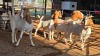 4 X BOERBOK DOE KV BOERDERY (Pay per animal to take the lot)