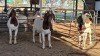 3 X BOERBOK DOE KV BOERDERY (Pay per animal to take the lot)