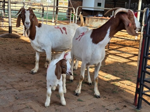 2+2 X BOERBOK DOE KV BOERDERY (Pay per animal to take the lot)