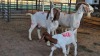 2+2 X BOERBOK DOE KV BOERDERY (Pay per animal to take the lot)