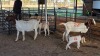 2+2 X BOERBOK DOE KV BOERDERY (Pay per animal to take the lot)