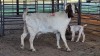 1+1 X BOERBOK DOE KV BOERDERY