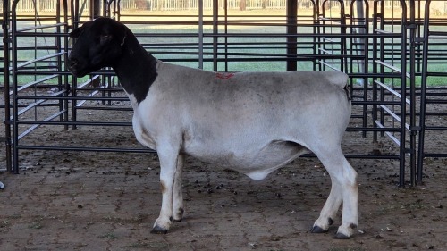 1 X DORPER EWE TIEGERPOORT