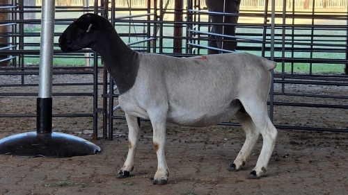 1 X DORPER EWE TIEGERPOORT