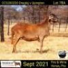 4 X OOI/EWE MEATMASTER COLLEN BOERDERY (PER PIECE TO TAKE THE LOT) - 2