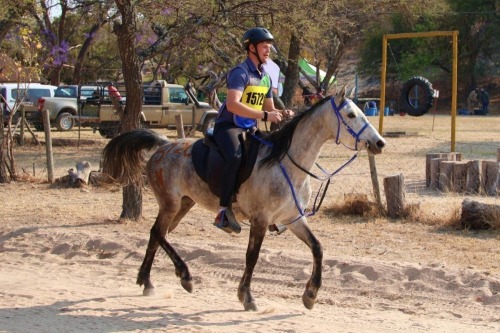 1 X ARAB HORSE - WILMIEN MARE L. SNYMAN