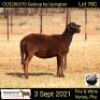 4 X OOI/EWE MEATMASTER COLLEN BOERDERY (PER PIECE TO TAKE THE LOT) - 5