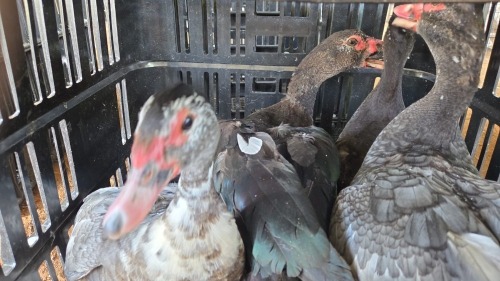 5 X MAKOU Mix African Livestock (Pay per animal to take the lot)