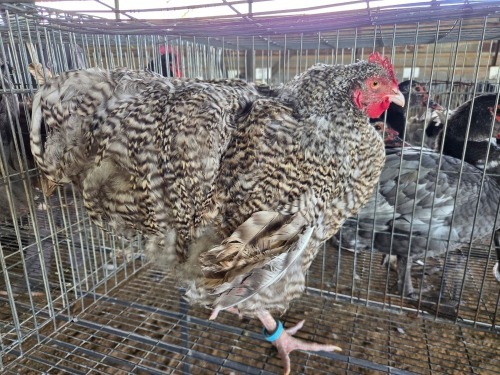 1 X CHUCHO ORPINGTON ROOSTER TIEGERPOORT