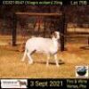 2 X OOI/EWE MEATMASTER COLLEN BOERDERY (PER PIECE TO TAKE THE LOT) - 5