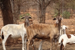 2 + 2 X OOI/EWE MEATMASTER LAPFONTEIN MEATMASTERS (PER PIECE TO TAKE THE LOT)