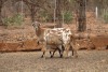 1 + 2 X OOI/EWE MEATMASTER LAPFONTEIN MEATMASTERS - 2